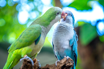 Two monk parakeets (Myiopsitta monachus) in love, also known as the Quaker parrot, small, bright-green parrot with a greyish breast and greenish-yellow abdomen. Valentine concept