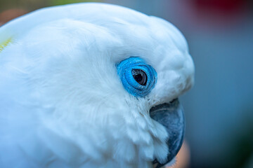 Portrait Yellow crested cockatoo a medium sized cockatoo with white plumage, bluish white bare...