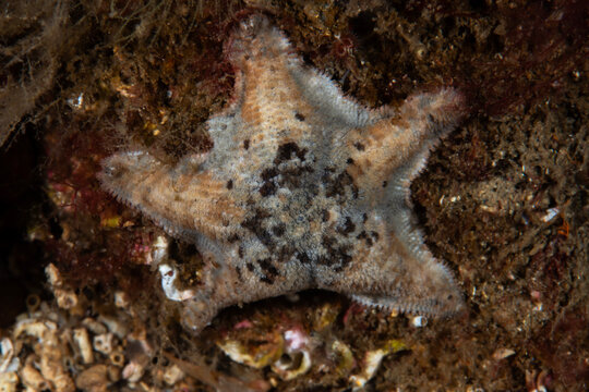 Asterina gibbosa, commonly known as the starlet cushion star, is a species of starfish in the family Asterinidae