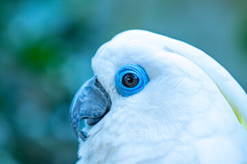Portrait Yellow crested cockatoo a medium sized cockatoo with white plumage, bluish white bare orbital skin, grey feet, a black bill, and a retractile yellow or orange crest