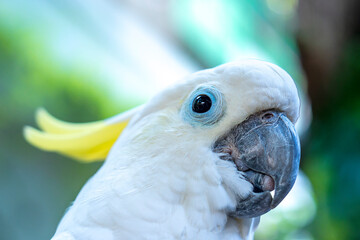 Portrait Yellow crested cockatoo a medium sized cockatoo with white plumage, bluish white bare...