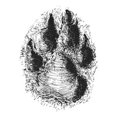 Wolf track, hand drawn vintage sketch in vector,