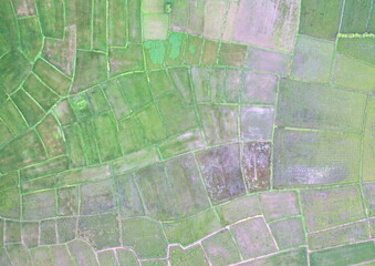 Obraz premium Top View Aerial Photograph of Paddy