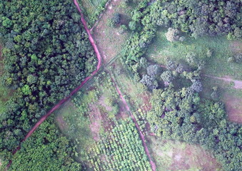 Top View Aerial Photograph of Orchard