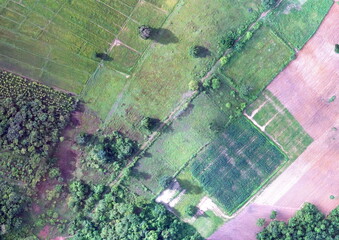 Fototapeta premium Top View Aerial Photograph of Paddy