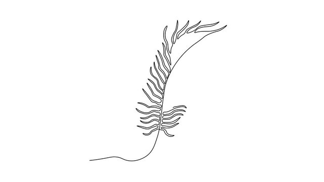 Abstract peacock feather, Self drawing animation one continuous line draw, logo