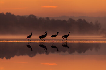 Żurawie © Piotr