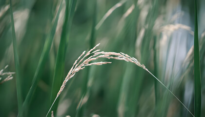 field of wheat, generative ai	
