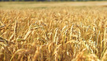 golden wheat field, generative ai	