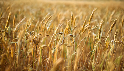 golden wheat field, generative ai	