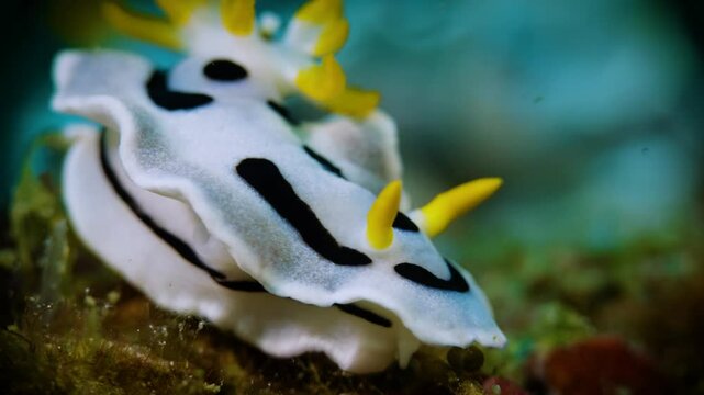 White nudibranch sea slug spotlight entangled mating relaxing coral reef rocks black background macro close up underwater.