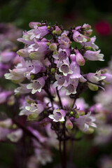 Closeup of flower spikes of Penstemon digitalis 'Dakota Burgundy' in a garden in autumn