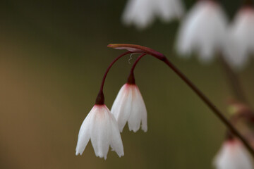 Acis autumCloseup of flowers of autumn snowflake (Acis autumnalis 'Pink Tinge') in autumn