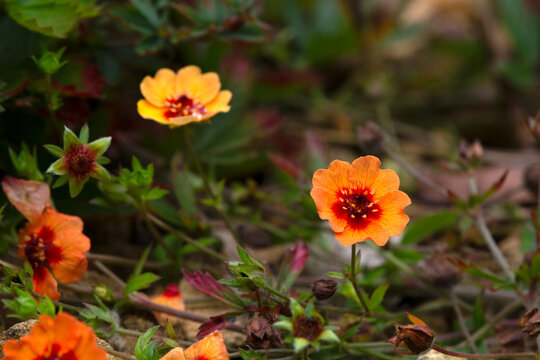 Flowers of staghorn cinquefoil (Potentilla &times; tonguei) in a garden in autumn