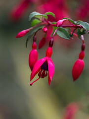 Closeup of flowers of Fuchsia 'Riccartonii' in a garden in autumn