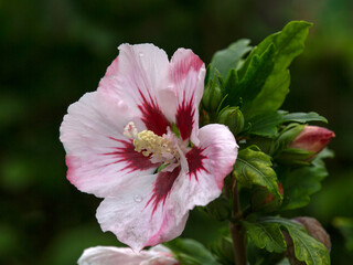 Closeup of flower of Rose of Sharon (Hibiscus syriacus 'Hamabo') in a garden in autumn