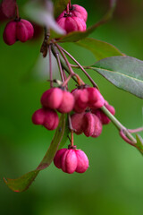 Closeup of leaves and fruit of Spindle (Euonymus europaeus 'Red Cascade') in a garden in autumn