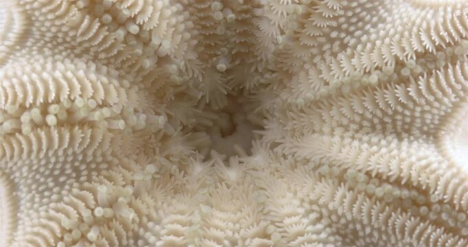 Starfish Solaster endeca under a microscope, Solasteridae family, phylum Echinodermata. Oral side (mouth). Movement of ambulacral legs is visible. White Sea