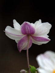 Closeup of reverse of flower of Windflower (Anemone ‘Elfin Swan’) in a garden in late summer