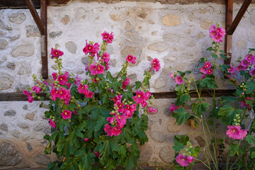Pink Alcea or Hollyhock in Bansko, Bulgaria