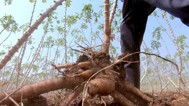 harvesting cassava, cassava dig with farmer pull, plantation cassava
