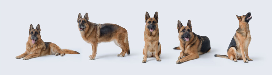 Set of portraits of German Sheperds