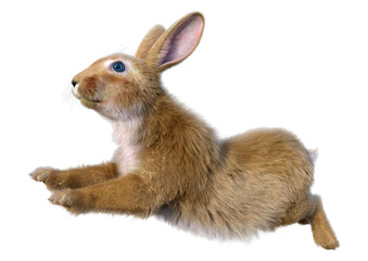 3D Rendering Continental Giant Rabbit on White