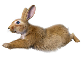 3D Rendering Continental Giant Rabbit on White