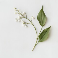 Obraz premium White lily flower