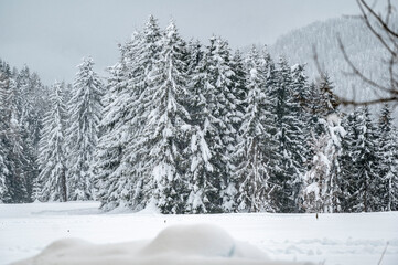Winter atmosphere. Inside a thick snowfall. Sappada, Dolomites.