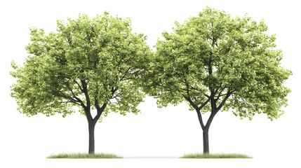 Vibrant Green Forest Trees on Clean White Background