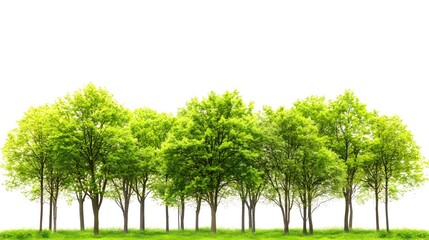 Obraz premium Vibrant Green Forest Trees Isolated Against Clean White Background