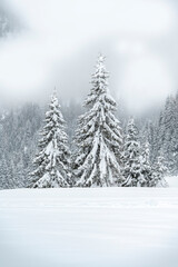 Winter atmosphere. Inside a thick snowfall. Sappada, Dolomites.