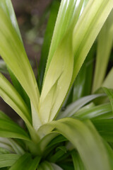 葉模様　自然の造形