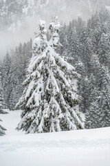 Winter atmosphere. Inside a thick snowfall. Sappada, Dolomites.