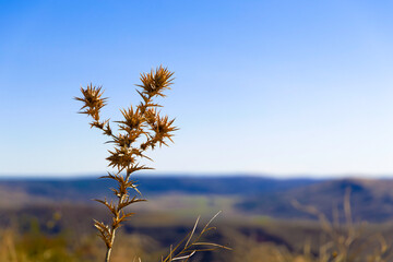 Fototapeta premium A lone thistle plant with brown leaves stands in a field with a clear blue sky