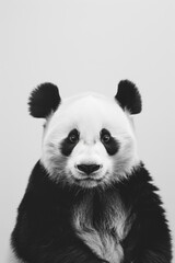 Fototapeta premium Close-up of an adorable panda bear with distinct black and white markings, capturing its playful and gentle demeanor against a simple backdrop.