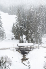 Winter atmosphere. Inside a thick snowfall. Sappada, Dolomites.