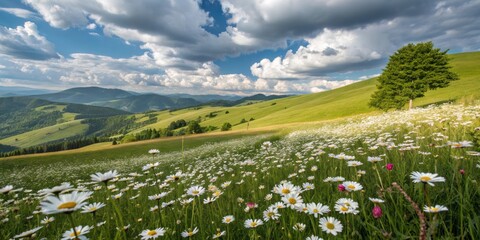 Vibrant Sunlit Hilly Countryside with Sprawling Field of Delicate White Flowers Under Blue Sky