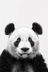 Majestic Black and White Panda Portrait: Close-Up of a Cute Giant Pandas Face with Expressive Eyes Against a Minimalist Background