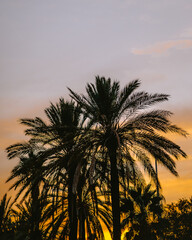 Fototapeta premium Palm trees during golden hour in Barcelona, Catalonia, Spain