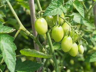 まだ青いプチトマト