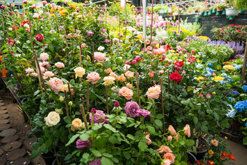 Fototapeta premium Nonthaburi, Thailand - July, 11, 2024 - Charming Plant Shop with a Variety of Beautiful Ornamental Plants for Home and Garden Decor at Nonthaburi, Thailand