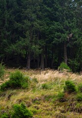 Obraz premium Dense forest with tall trees and grassy undergrowth.