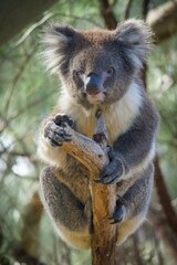 Koala perched on a tree in Australian forest.