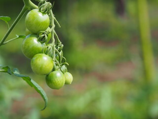 まだ青いプチトマト