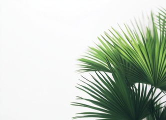 Obraz premium Palm leaves against a white background.