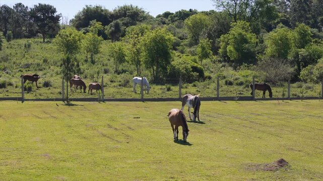 Horses on a field, fense in between, grassing on a green grassland on a beautiful sunny day, copy space, slow motion