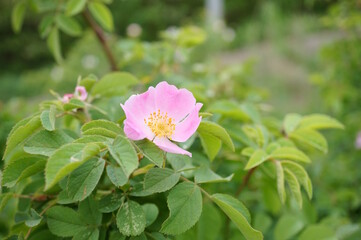 Blooming wild rose hips. A beautiful flower.