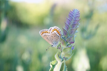 A small pigeon butterfly on a background of green grass.